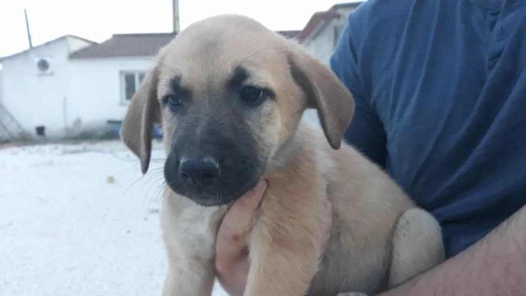 PETIFYC10489 photo 8