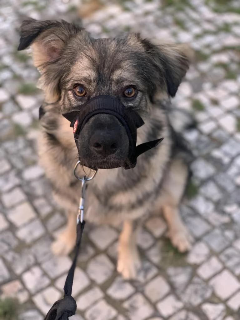 PETIFYC10490 photo 5