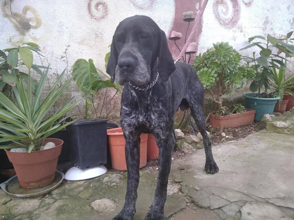 PETIFYC10490 photo 7