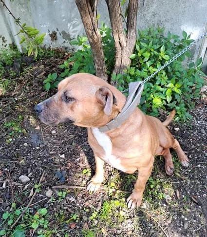 PETIFYC10491 photo 2