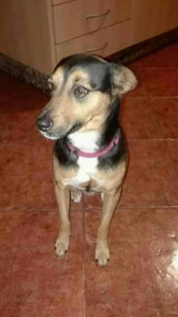 PETIFYC10491 photo 5