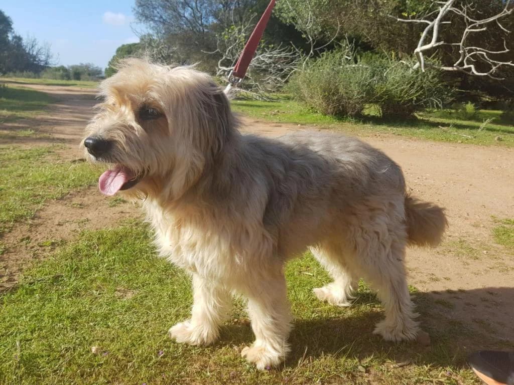 PETIFYC10492 photo 6