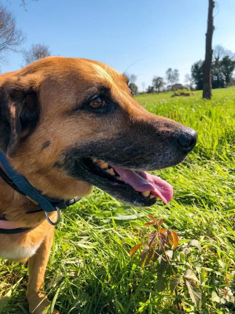 PETIFYC10492 photo 7