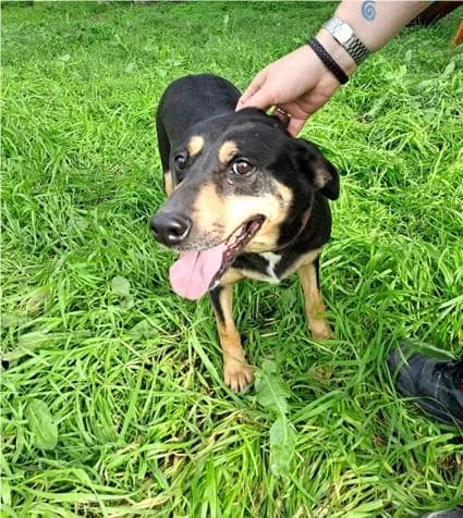 PETIFYC10493 photo 2