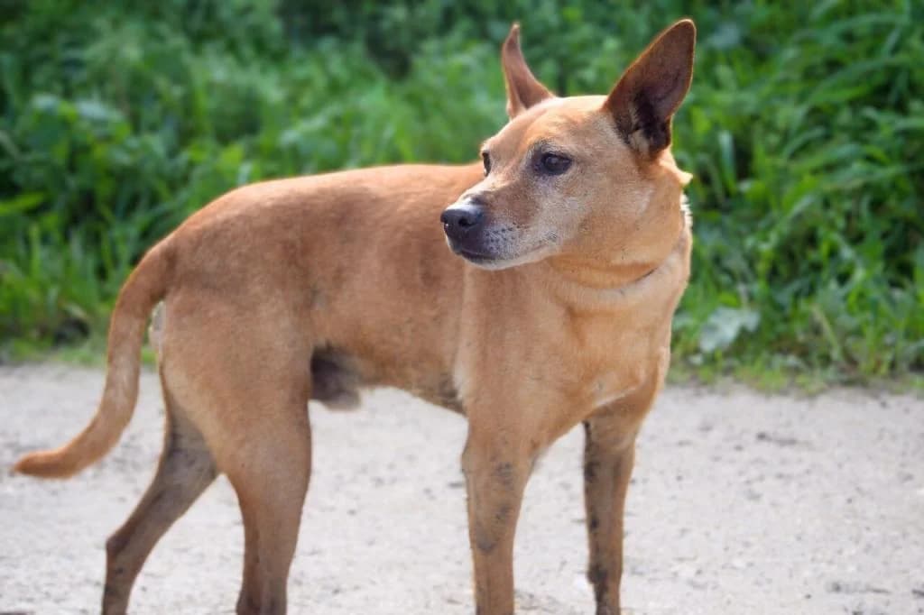 PETIFYC10493 photo 5