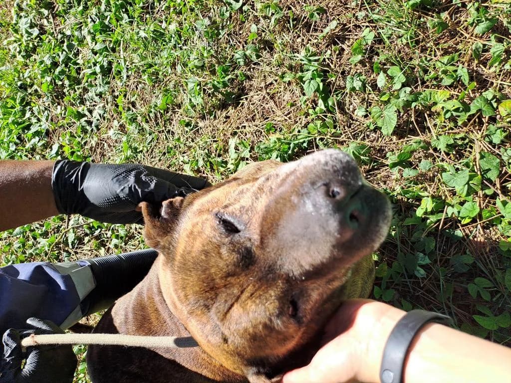 PETIFYC10494 photo 3