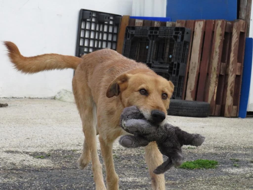 PETIFYC10494 photo 8