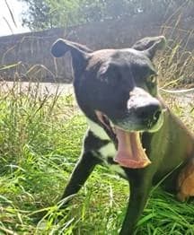 PETIFYC10495 photo 2