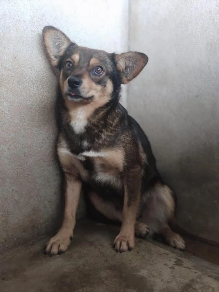 PETIFYC10495 photo 7