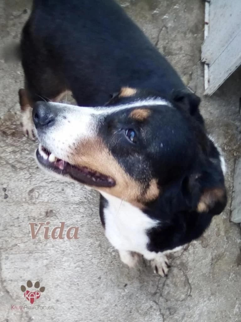 PETIFYC10497 photo 5