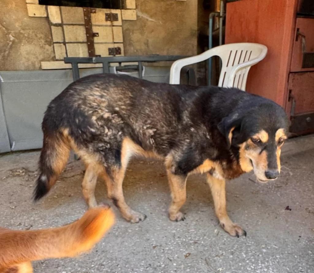 PETIFYC10497 photo 7