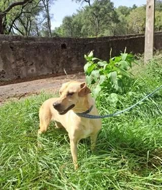 PETIFYC10500 photo 2