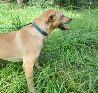 PETIFYC10500 photo 3