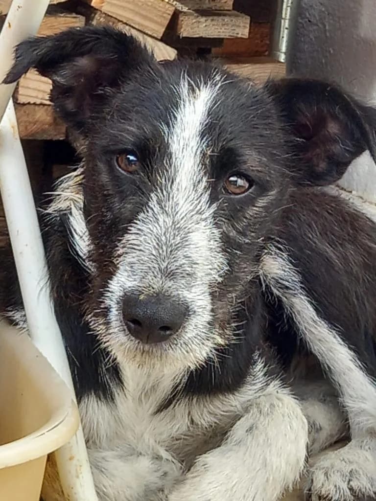 PETIFYC10500 photo 8