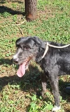 PETIFYC10501 photo 2