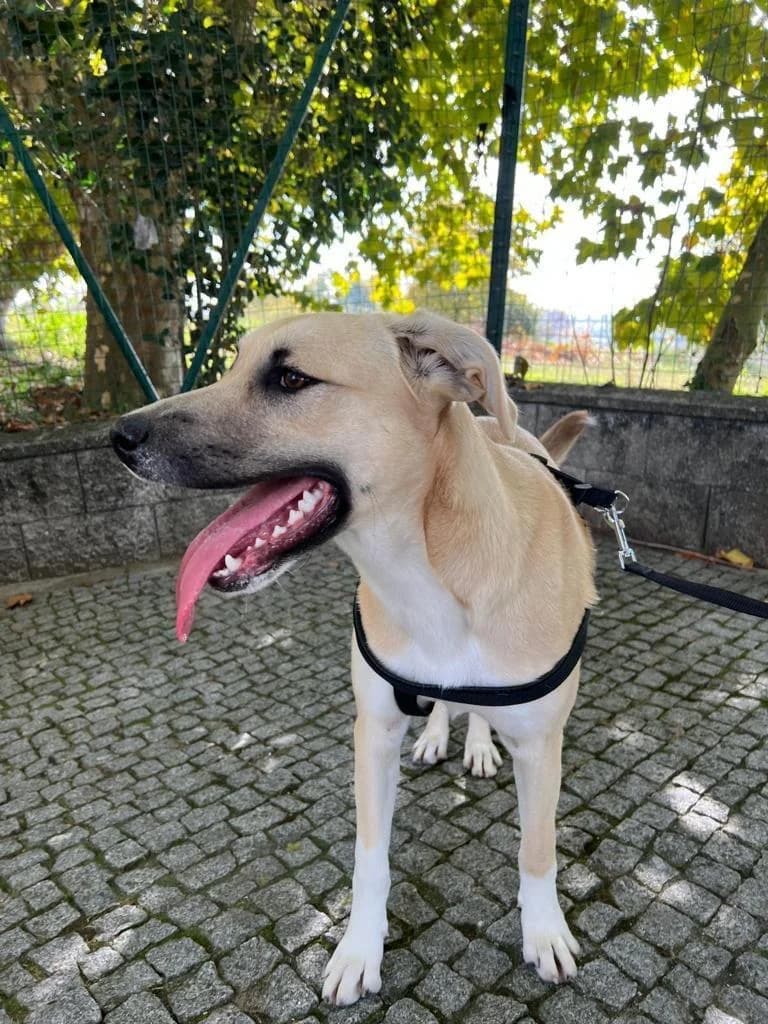 PETIFYC10503 photo 5