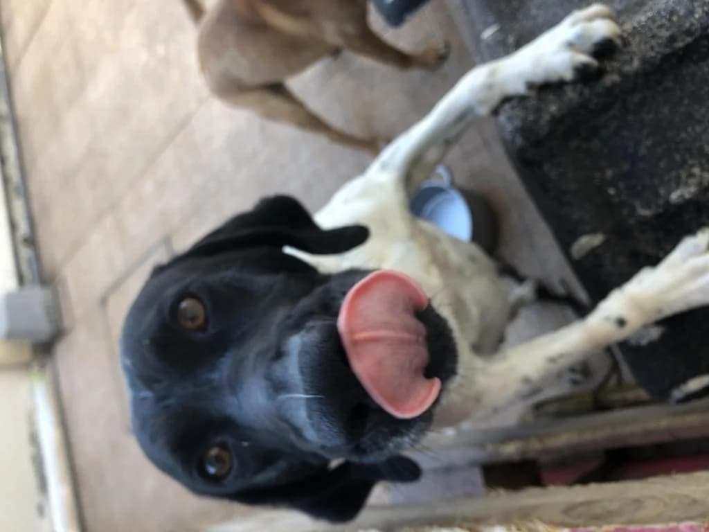 PETIFYC10503 photo 7