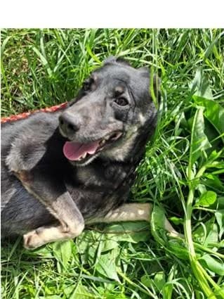 PETIFYC10504 photo 2