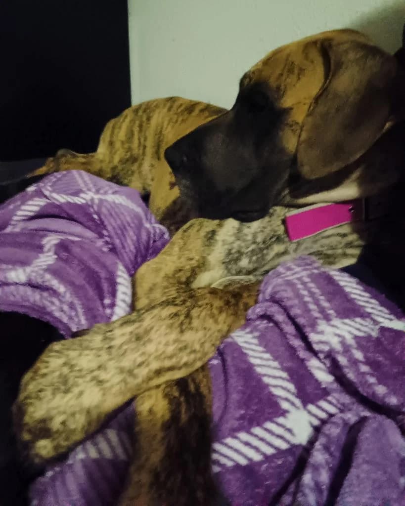 PETIFYC10510 photo 5