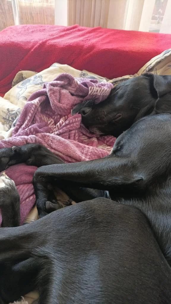 PETIFYC10511 photo 2