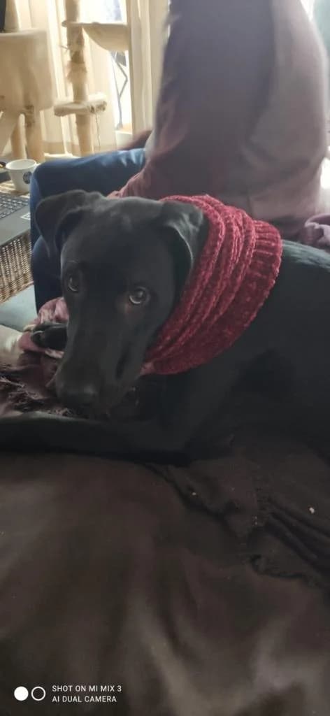 PETIFYC10511 photo 3