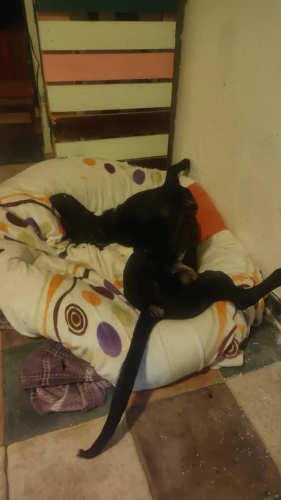 PETIFYC10511 photo 6