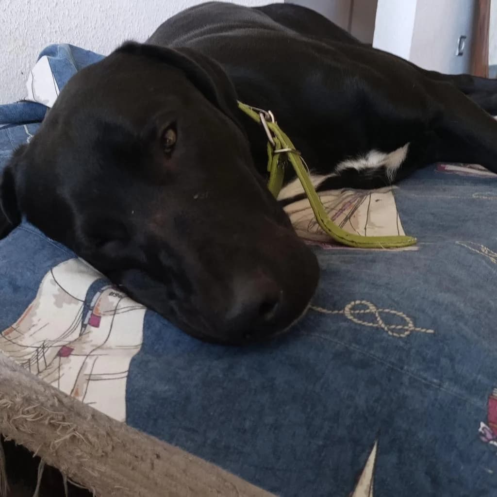 PETIFYC10511 photo 7