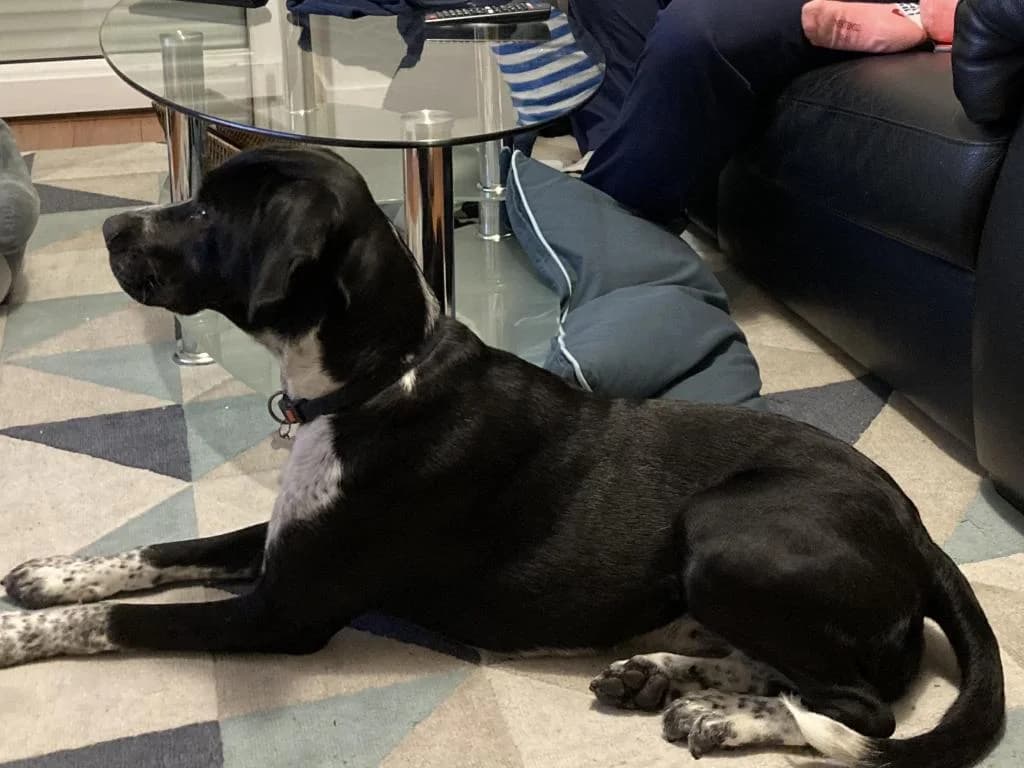 PETIFYC10512 photo 5