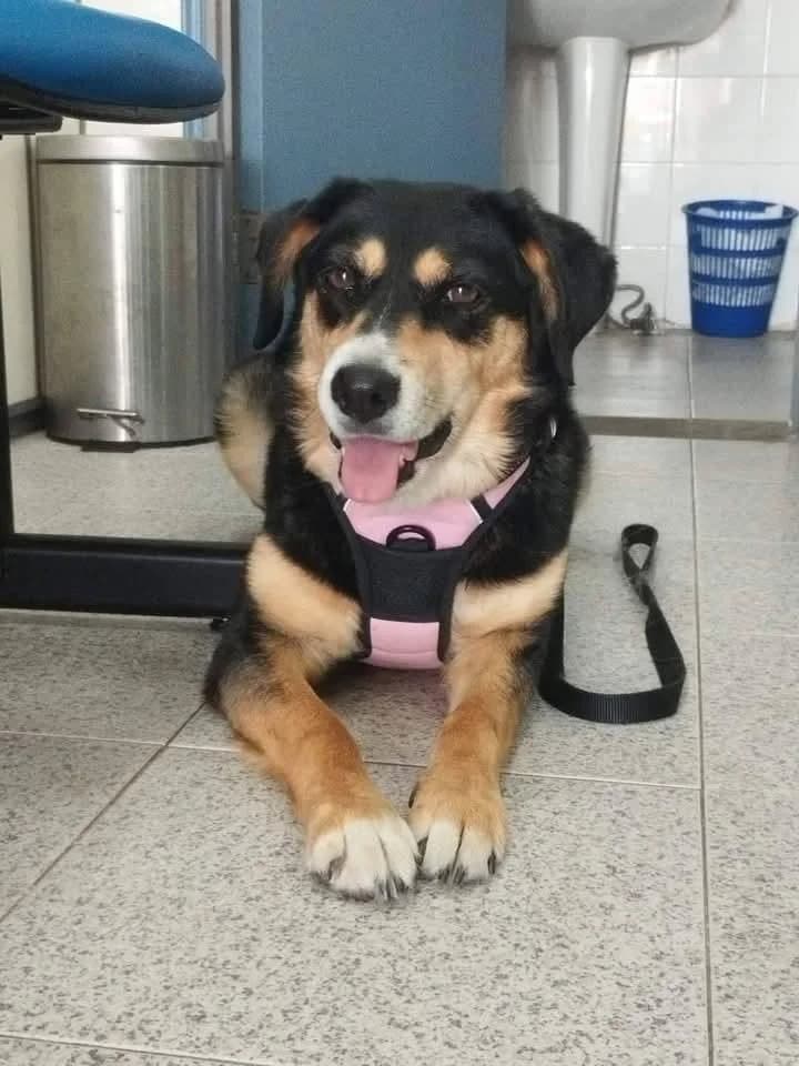 PETIFYC10513 photo 7