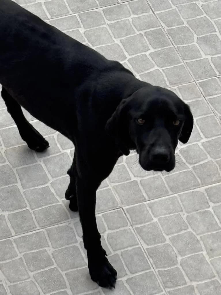 PETIFYC10513 photo 2