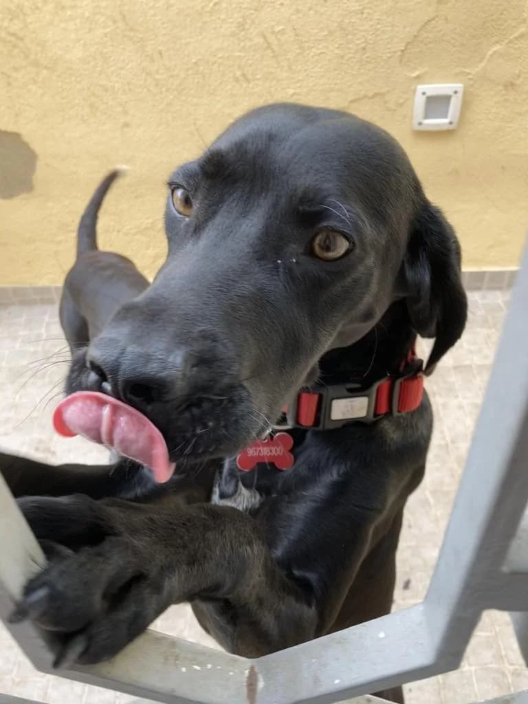 PETIFYC10513 photo 3