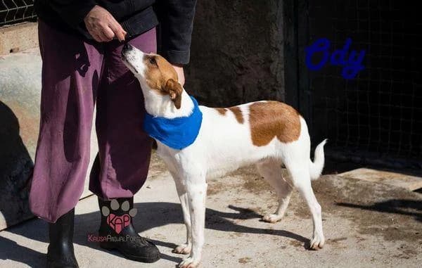 PETIFYC10513 photo 4