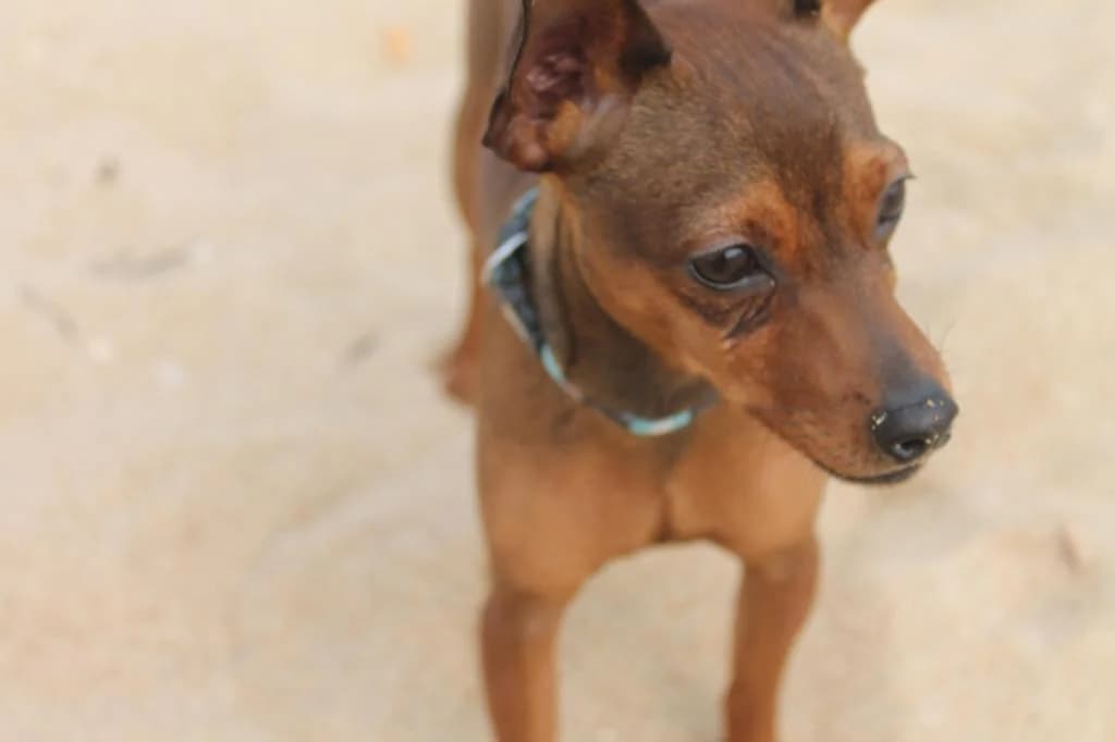 PETIFYC10513 photo 5