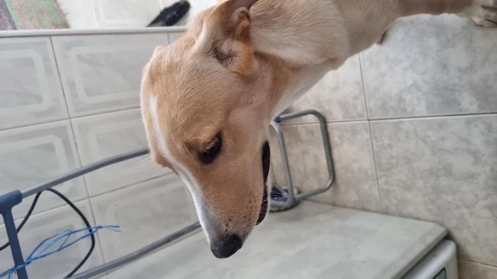 PETIFYC10513 photo 6