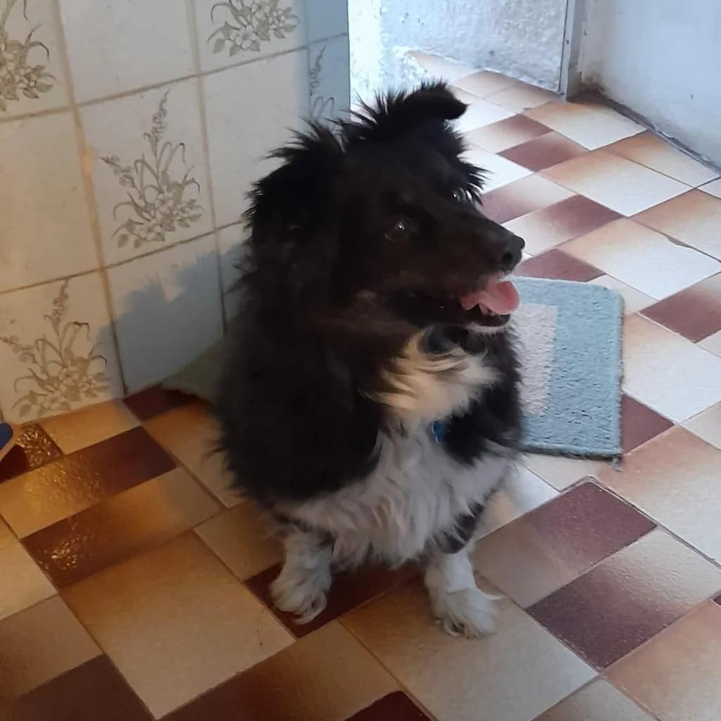 PETIFYC10534 photo 2