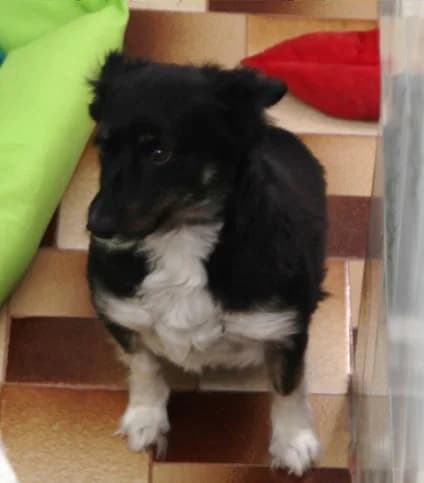 PETIFYC10534 photo 3