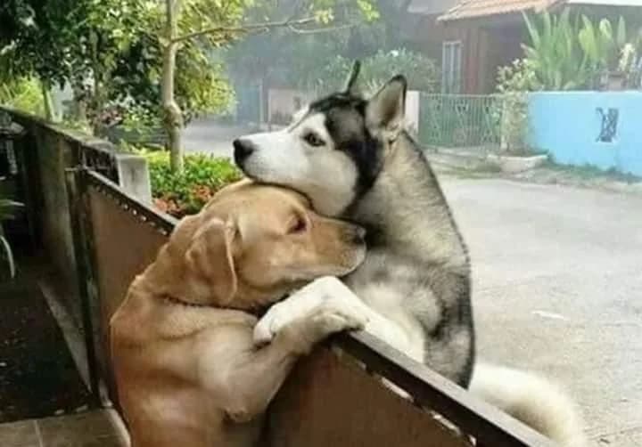 PETIFYC10534 photo 5