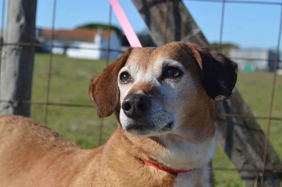 PETIFYC10534 photo 6