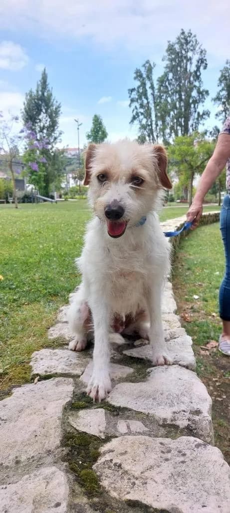 PETIFYC10534 photo 8