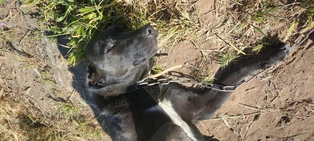 PETIFYC10544 photo 2