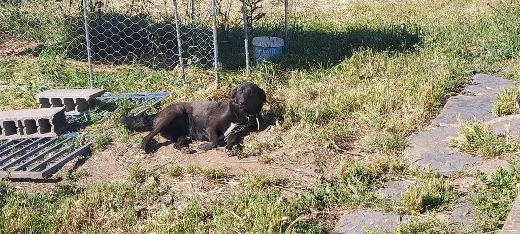 PETIFYC10544 photo 3