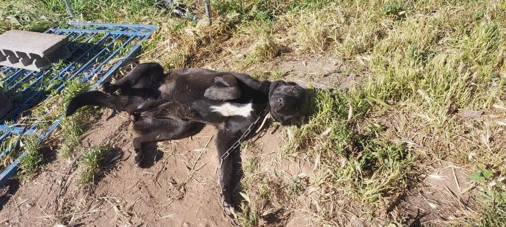 PETIFYC10544 photo 4