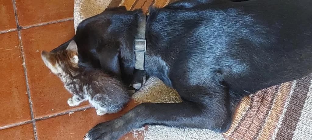 PETIFYC10544 photo 5