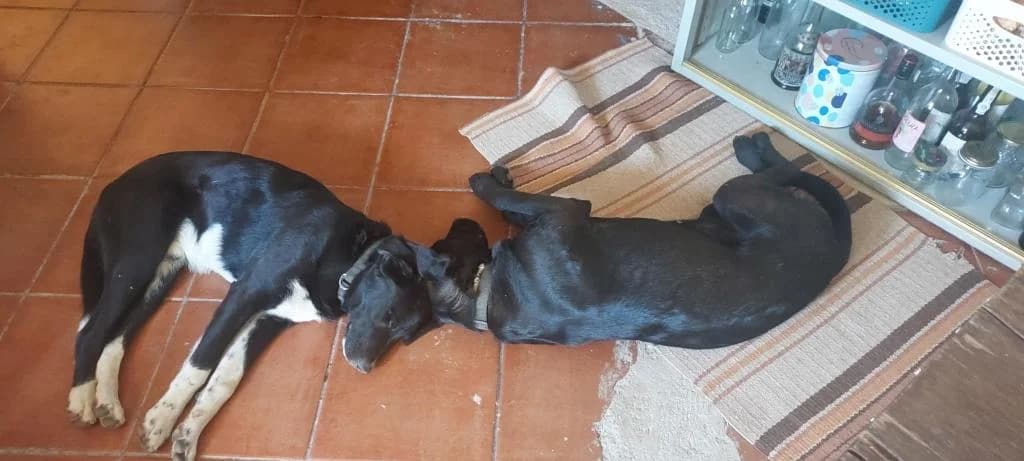 PETIFYC10544 photo 7