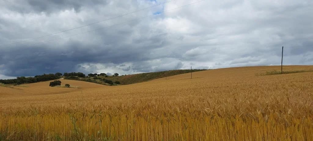 PETIFYC10544 photo 8