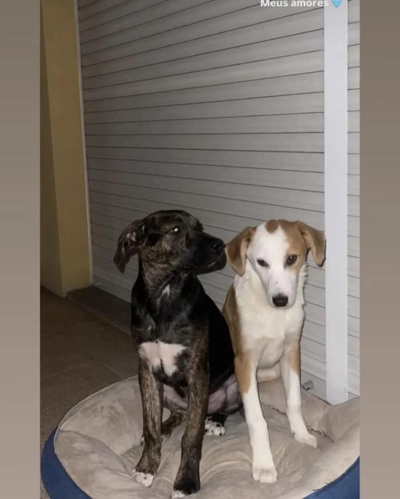 PETIFYC10545 photo 8