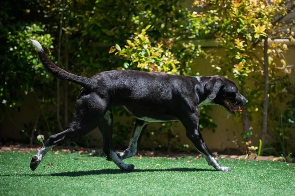 PETIFYC10545 photo 2