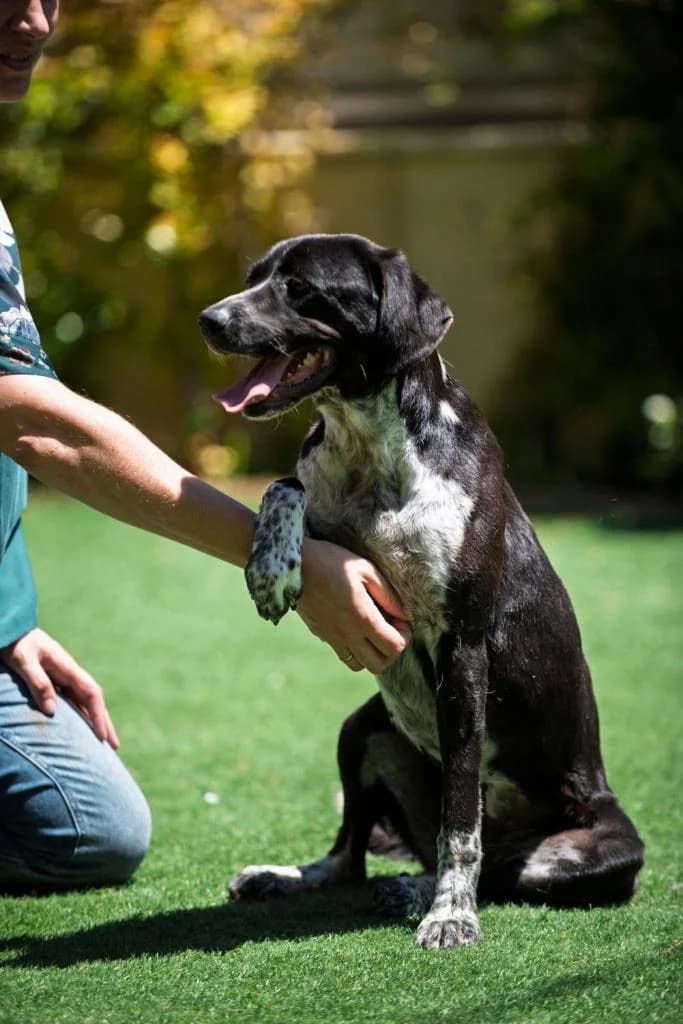 PETIFYC10545 photo 3