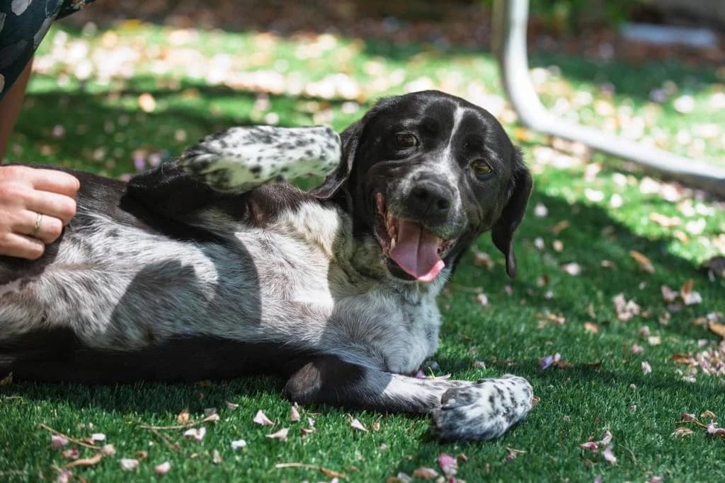 PETIFYC10545 photo 4