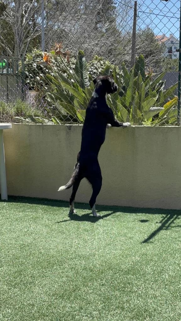 PETIFYC10545 photo 5